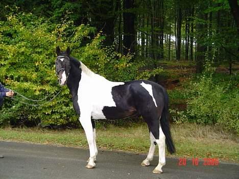 Pinto Indy (Thor)..-Solgt- - Elsker hans aftegning på bagdelen.. :) billede 1