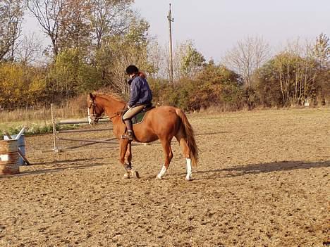 Frederiksborg Locky Classic *Solgt* - Første gang jeg rider hende... 30-10-2005.. billede 10
