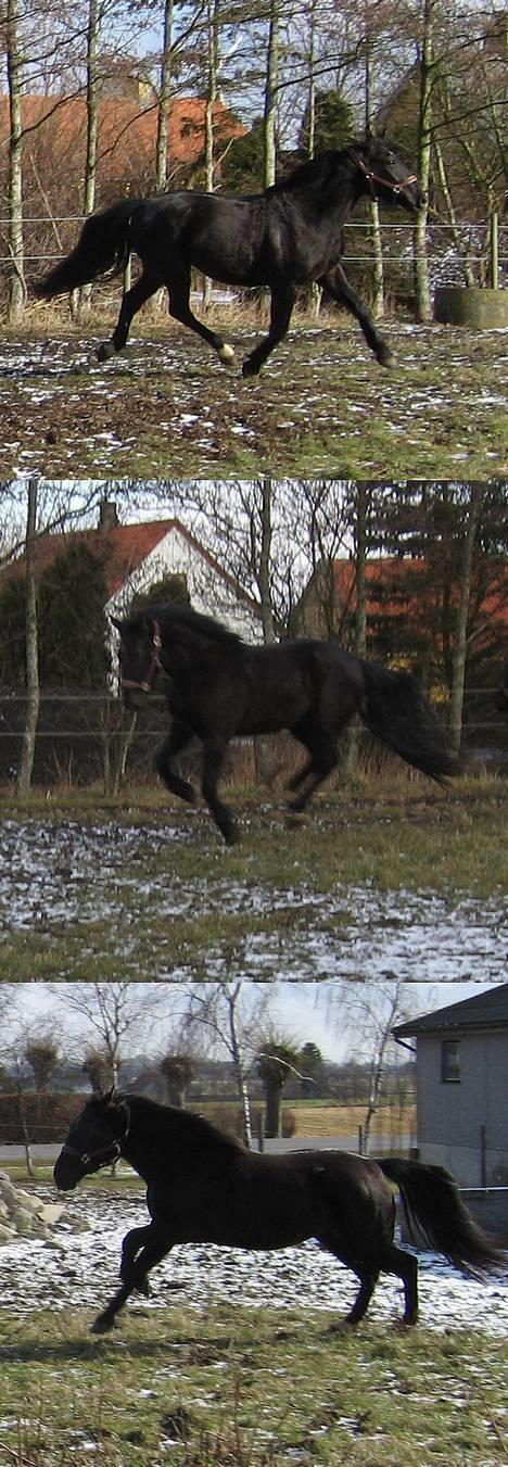 Oldenborg Alexia af Vodagergård - Fra d. 1. marts 2006 - Alexia fjoler på folden.. billede 20