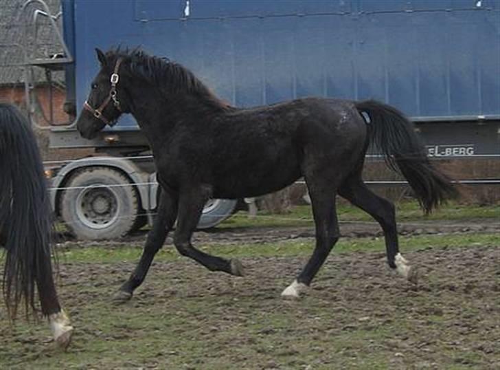 Oldenborg Bell af Vodagergård - Fra d. 8. april 2006 - Bell 3 år, her kan man virkelig se, at hun begynder at ligne en hest *S* billede 17