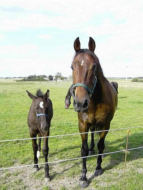 Oldenborg Bell af Vodagergård - Fra sommeren 2004 - Føl-Bell og hendes "onkel" Felix :-) billede 18