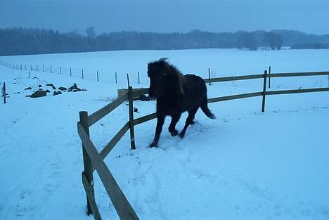 Islænder irpa billede 15