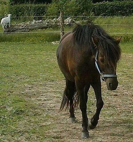 Gotlandsruss Maja (DØD) - MAJA billede 12