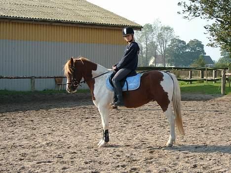 Pinto Mikki - Parade billede 17