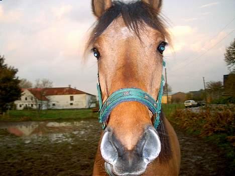 Anden særlig race Stjerne  - hvem der.. hehe billede 2