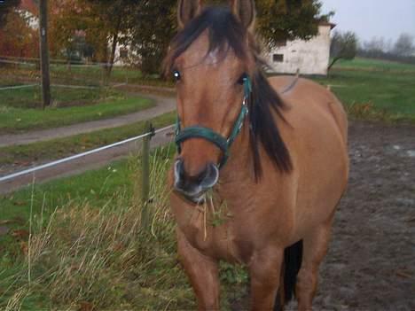 Anden særlig race Stjerne  - min lille hesT billede 3