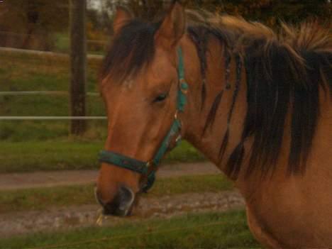 Anden særlig race Stjerne  billede 4