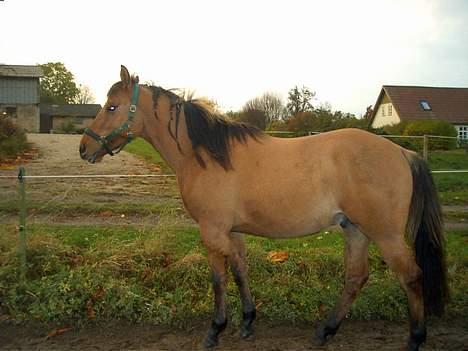 Anden særlig race Stjerne  - Smukt <´3 billede 5