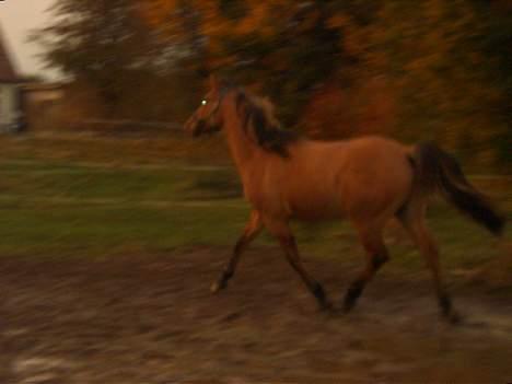Anden særlig race Stjerne  - Så løber han. billede 6