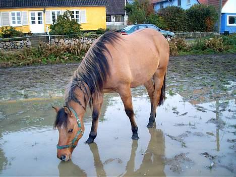 Anden særlig race Stjerne  - ÆdD,. billede 7