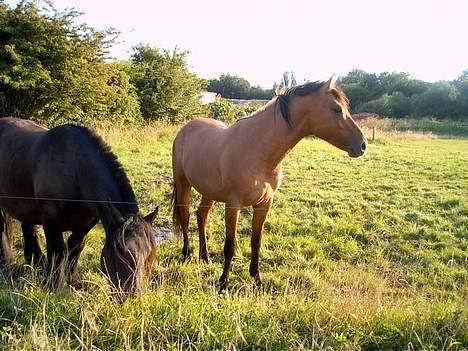 Anden særlig race Stjerne  - her står han lidt og kigger min lille hyP billede 8