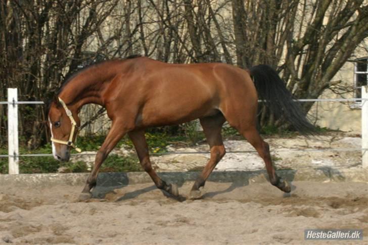 Tysk Sportspony Orleon( B-pony)<3Solgt:'( - Uha se mig lige!<3 Hvor har jeg fået mange muskler!<3xD billede 10