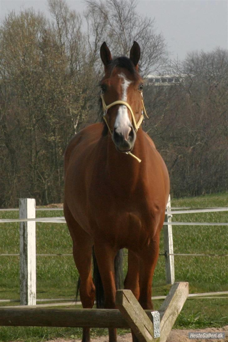 Tysk Sportspony Orleon( B-pony)<3Solgt:'( - Heej heej mor!<3xD Elsker dig Orleon<33(L) billede 12