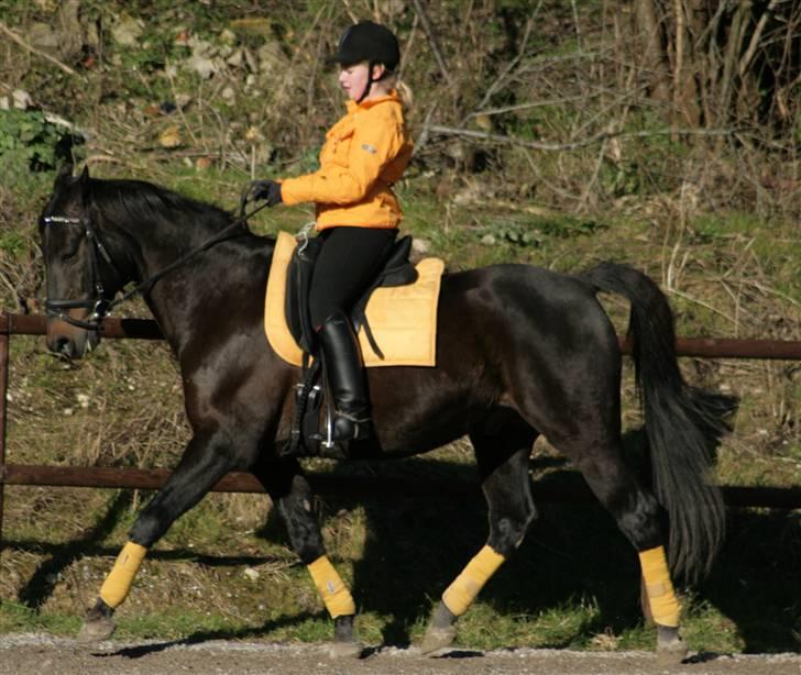 Dansk Varmblod Pikao - !!Hænderne ned, Sophie!!! Foto: Mathilde Hau billede 8