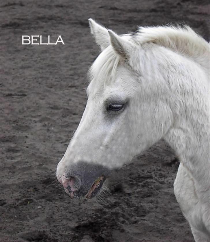 New Forest Bella - I Love You billede 1