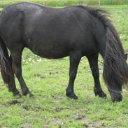 Shetlænder Muddi