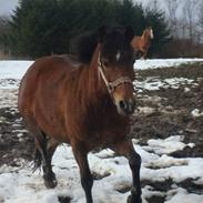 Anden særlig race simba