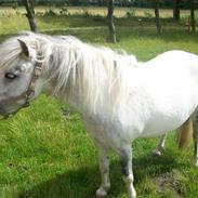 Anden særlig race Mille