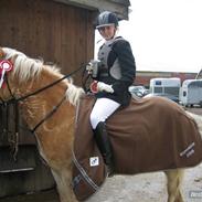 Haflinger Jupiter's bonanza (Tidl. hest)