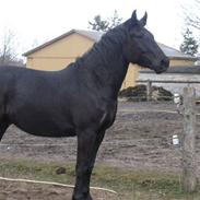 Anden særlig race Zeus