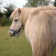 Anden særlig race Luna