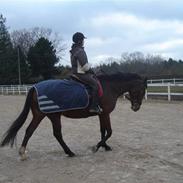 Anden særlig race Shiba de stark