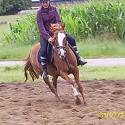 Hollandsk Sportspony Nancy