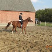 Hollandsk Sportspony Nancy