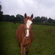 Hollandsk Sportspony Nancy