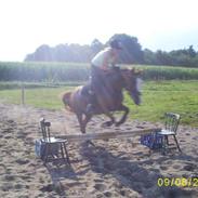 Hollandsk Sportspony Nancy