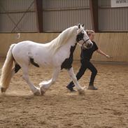 Irish Cob Grymyrs Django (SOLGT)