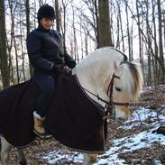 Fjordhest Frej *Gammel Part* 