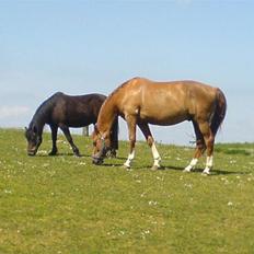 Dansk Varmblod Lamour / Standly