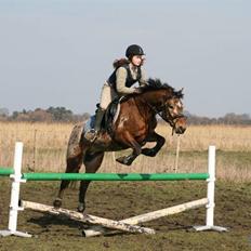 Knabstrupper Aastrupgaards Thor Gl.