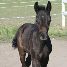 Sportsaraber (A) Amir