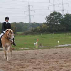 Haflinger Jupiter's bonanza (Tidl. hest)