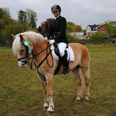 Haflinger Jupiter's bonanza (Tidl. hest)
