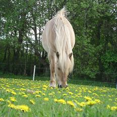 Islænder /Fjordhest, Pippi (Nÿpa)