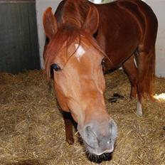 Anden særlig race Chili