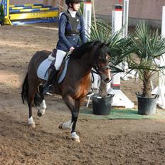 Welsh Pony (sec B) Åvangens Victoria (solgt)