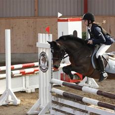 Welsh Pony (sec B) Åvangens Victoria (solgt)