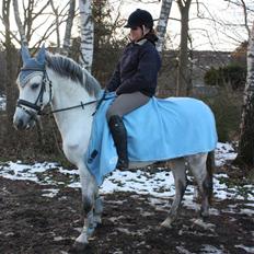 Hollandsk Sportspony Antonio [SOLGT]