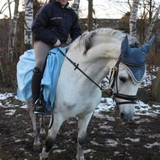 Hollandsk Sportspony Antonio [SOLGT]