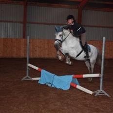 Hollandsk Sportspony Antonio [SOLGT]