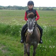 Anden særlig race Hubert