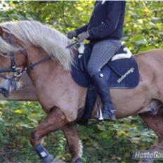 Haflinger Vestervangs Hodder