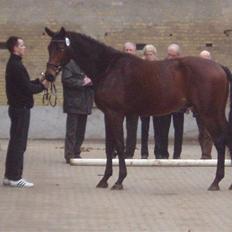 Trakehner Aschton H SOLGT