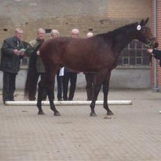 Trakehner Aschton H SOLGT