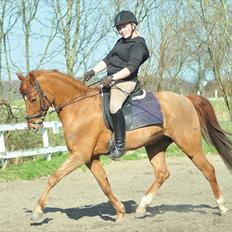 Anden særlig race Hercules