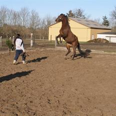 Dansk Varmblod Lianna